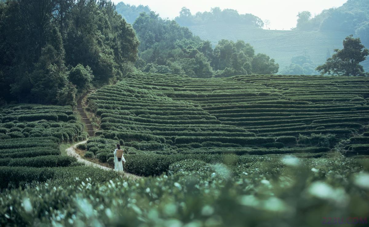 茶山 – 30P – 摄影：韩韩 – 模特：超困的鹿 - 福利组