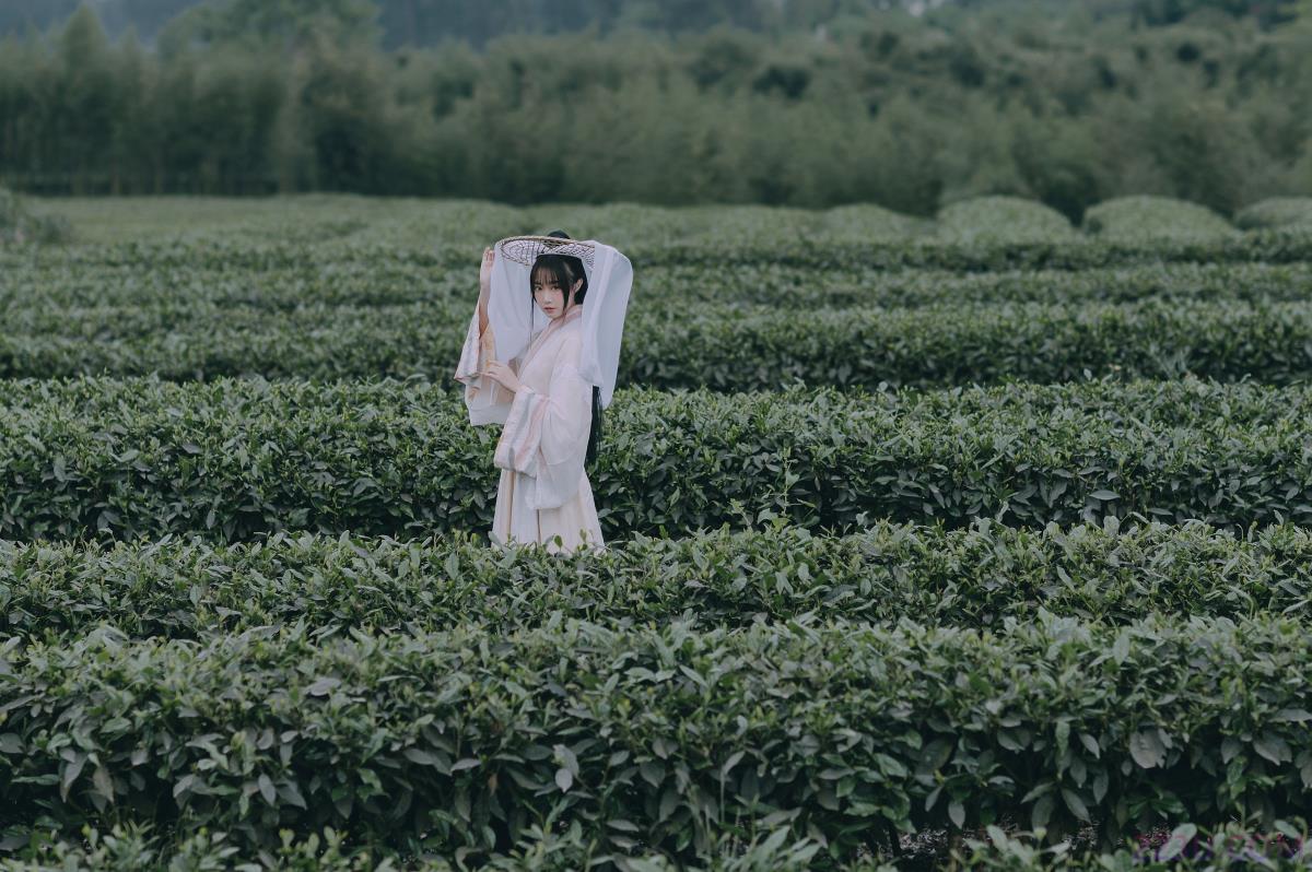采茶东篱下 – 18P – 摄影：裕奇学长 – 模特：蹭饭 - 福利组